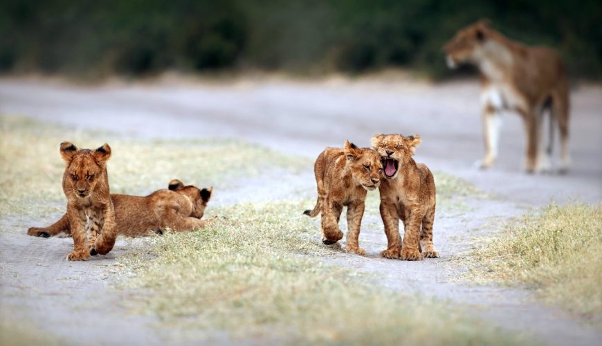 Kenya’s new 8.5% gateway fee sparks debate over fairness, transparency, and the future of the country’s safari experience.