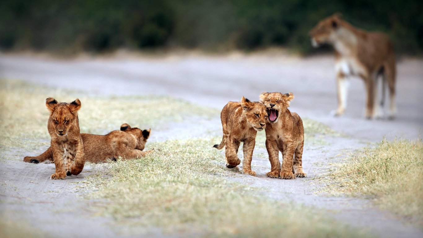 Kenya’s new 8.5% gateway fee sparks debate over fairness, transparency, and the future of the country’s safari experience.