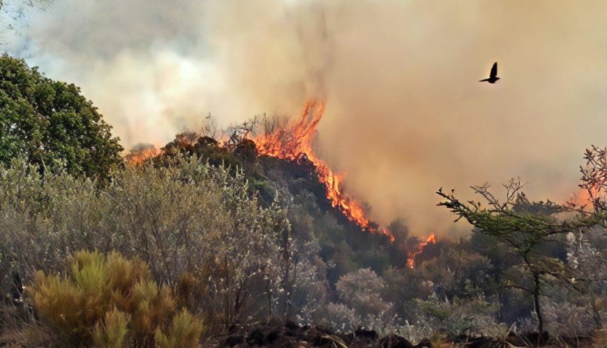 For a few tense hours in January 2026, the words "Longonot erupting" rippled across phones, timelines, and group chats.