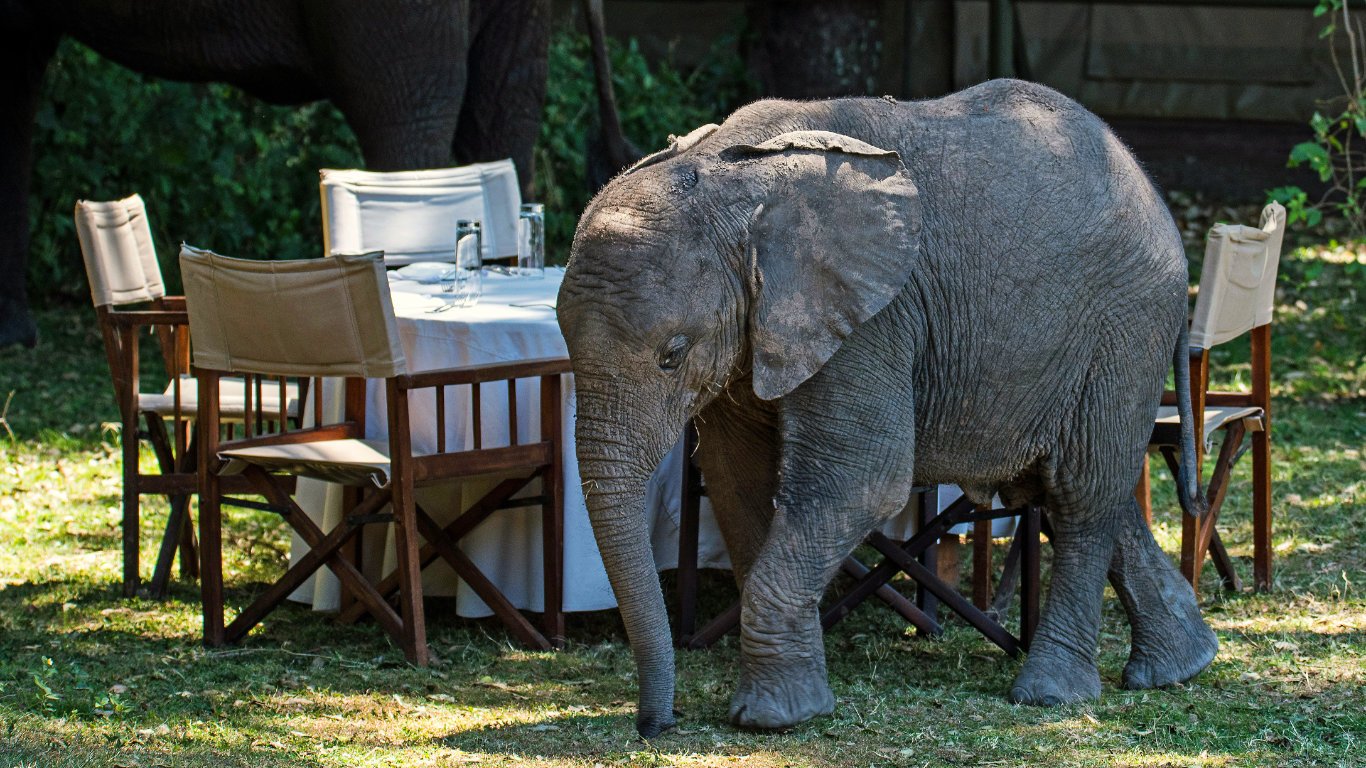 We have consistently argued that elephant conservation is not only an ecological or ethical imperative but also an economic one.