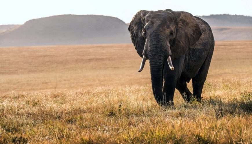 Safari guides across Kenya are fielding a question that would have sounded improbable a generation ago. Why do some elephants — especially females — have noticeably smaller tusks, or none at all?