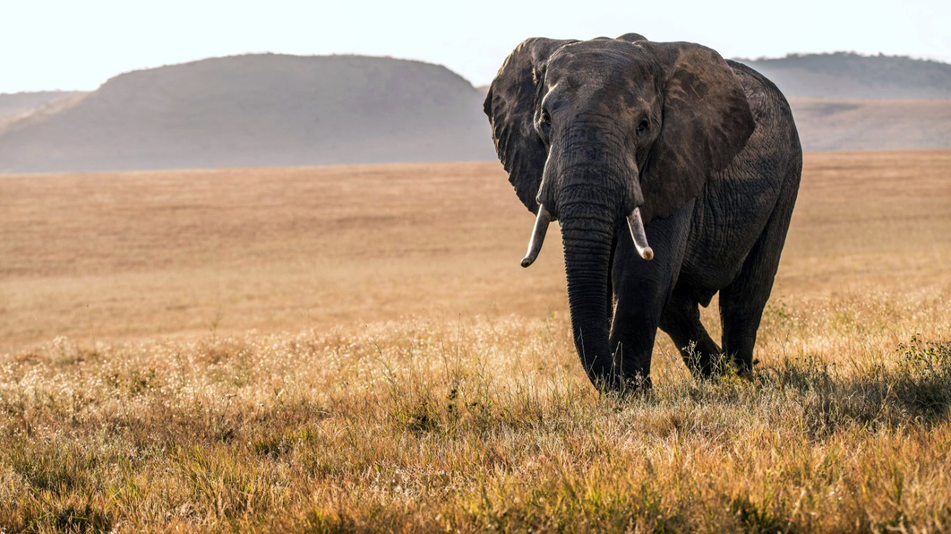 Safari guides across Kenya are fielding a question that would have sounded improbable a generation ago. Why do some elephants — especially females — have noticeably smaller tusks, or none at all?