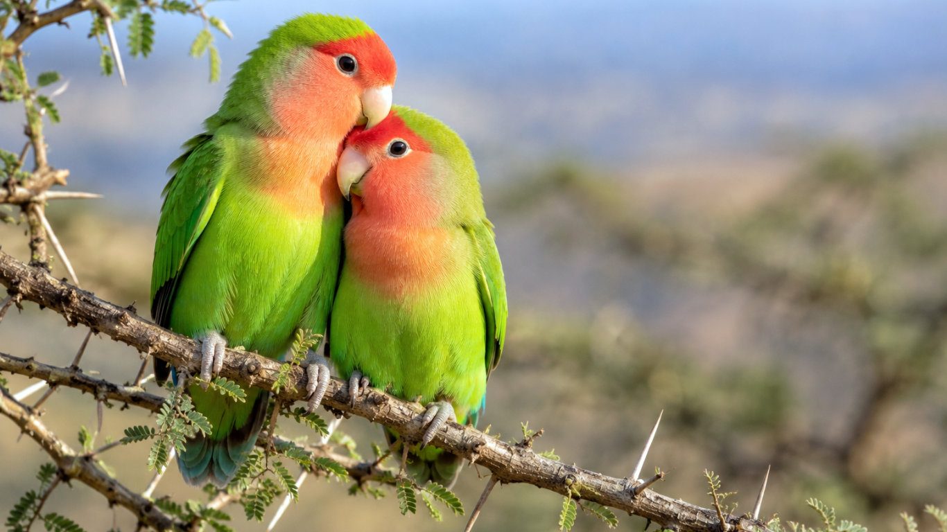 Among Africa’s smallest parrots lives one of its most affectionate wildlife relationships. Rosy-faced lovebirds are famous for forming strong pair bonds that typically last for life.